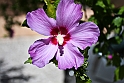Hibiscus syriacus Marina